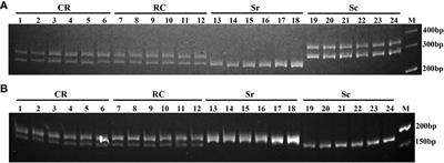 Molecular identification of Sinonovacula constricta, Sinonovacula rivularis and their interspecific hybrids using microsatellite markers